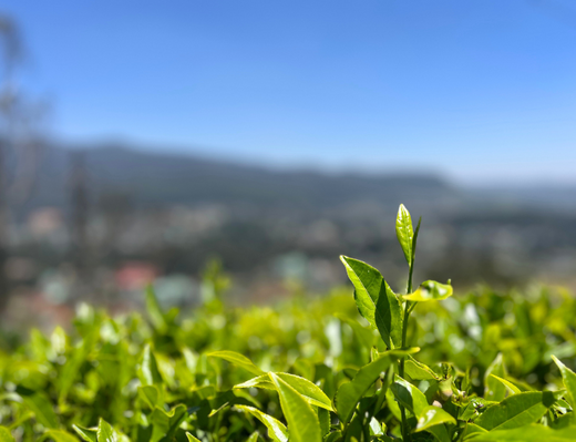Ceylon Tea: A 3-Month Journey Through Sri Lanka