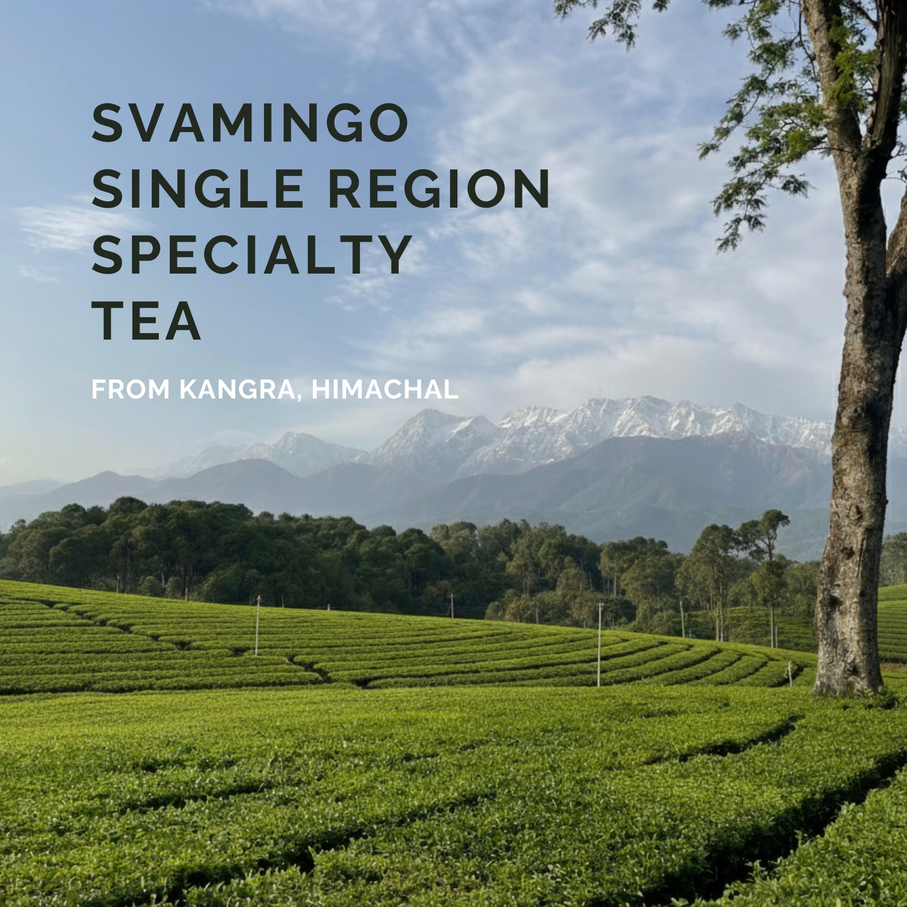 kangra tea estate in kangra himachal pradesh with white snow mountains in the background