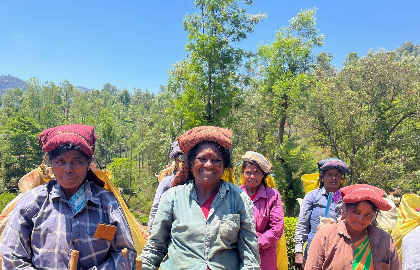 Nilgiri tea worker women group in a Nilgiris tea plantation with trees and clear sky in the background