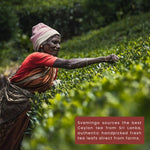 Sri Lanka tea worker in farm handpicking green tea