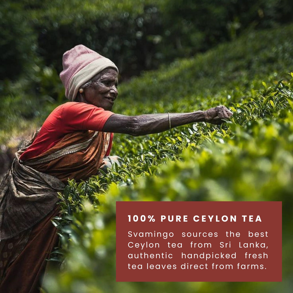 Sri lankan tea worker handplucking pure ceylon tea leaves