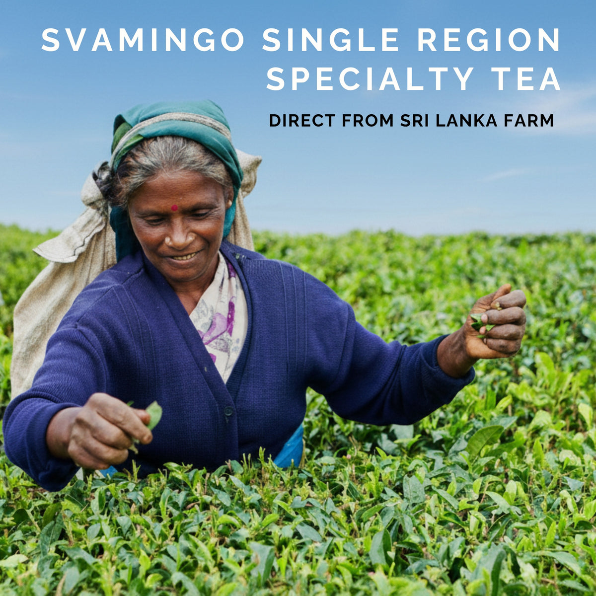 Woman picking green tea leaves in a sri lanka tea garden with text about Svamingo Single Region Specialty Tea from Sri Lanka.