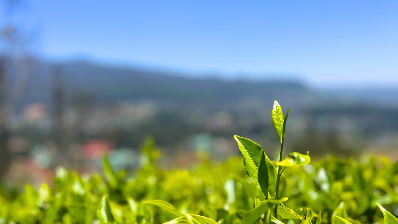 green tea leaves in focus