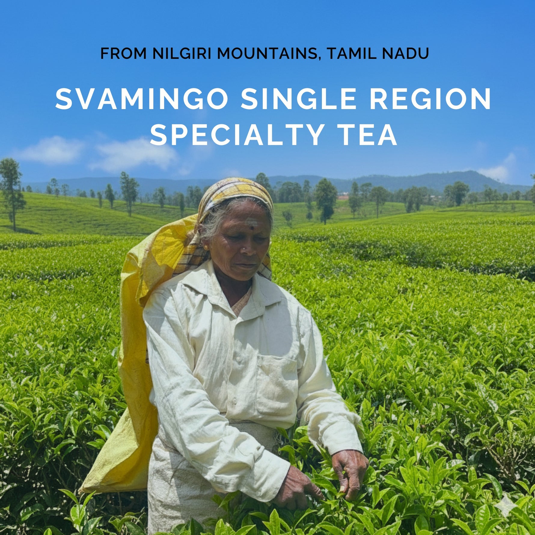 a woman plucking tea leaves in a nilgiri tea estate in nilgiri mountains, tamil nadu